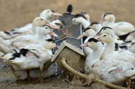 Feeding Ducks and Chickens Image